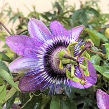 Bright Yellow Passionflower Seeds for long-term planting in the Home Garden & Bonsai