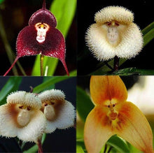 Affenblumensamen Monkey Seeds for seasonal color across the Garden & Flower Bed