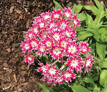 Phlox Seeds for a colorful addition to any planting