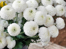 White Pyrethrum Seeds for seasonal color across the Home Flower Bed