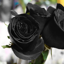 Rainbow Rose ��������� Rosa spp. ��������� for planting in decorative flower beds
