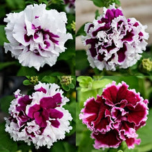 Saga Multicolor Petunia Flower - for planting in home garden