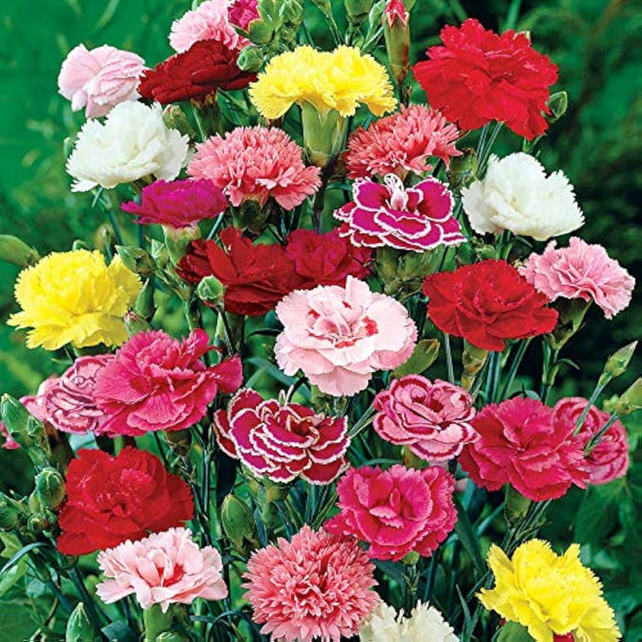 Rose Dianthus Carnation for urban border planting