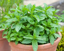 Mint Plants for cooks growing their own fresh herbs