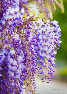 Beautiful Purple Wisteria Vine Seeds valued for arbors