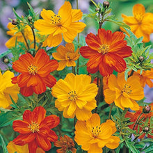 Cosmos Orange Seeds valued for fresh Flower Seeds Count