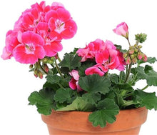 Pink Geranium Seeds (Pelargonium hortorum) for growers establishing the indoor pots and bonsai containers