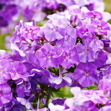 Mix Phlox Seeds (Phlox spp.) for seasonal color across the Flower Bed