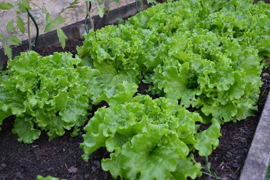 Lettuce Lactuca Sativa Seeds