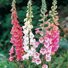 Foxglove Digitalis Purpurea flower seeds for planting in home garden beds and pollinator-friendly spaces - for planting in home garden
