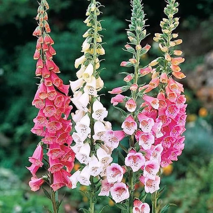 Foxglove Digitalis purpurea flower seeds for planting in backyard and garden beds - for planting in home garden