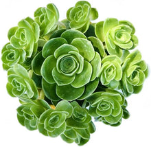 Greenovia Mountain Rose for Succulent Garden Seeds for low-maintenance growing in the Succulent Garden