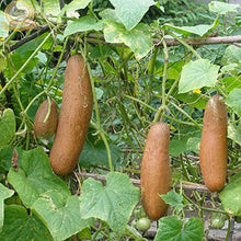Heirloom Old Yellow Cucumber Seeds for a productive addition to the vegetable patch