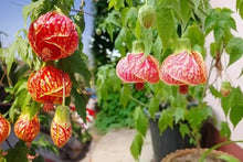 Chinese Lantern Seeds (Physalis alkekengi) for colorful blooms in the home garden containers