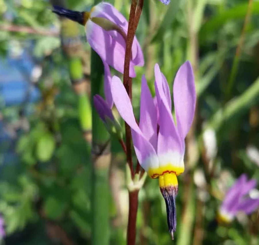 Dodecatheon Meadia White Shooting Star Seeds for a colorful addition to any planting
