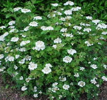 European Cranberrybush Viburnum Opulus Seeds for a lasting display in the Flower Bed