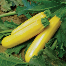 Yellow Crookneck Summer Squash Seeds for home growers seeking a reliable harvest