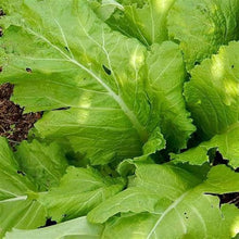 Florida Mustard Seeds (Brassica juncea) for growers stocking the vegetable gardens and home orchards