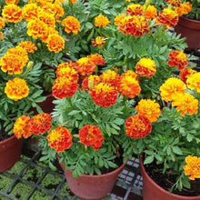French Marigold Orange Perennial Seeds for growers wanting a homegrown harvest
