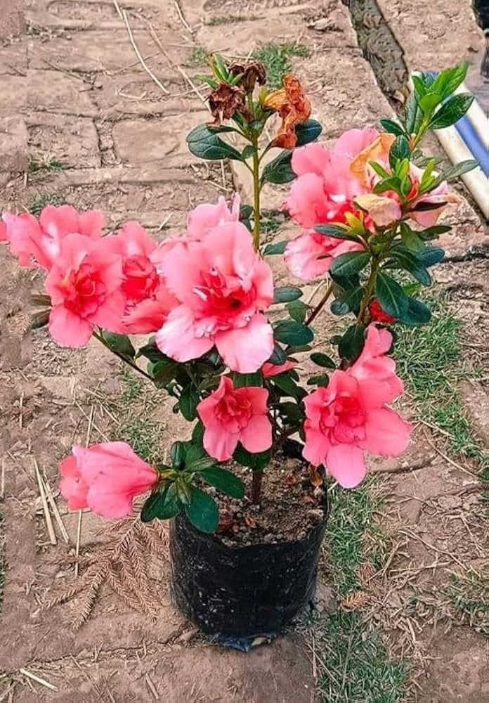 Pink Azalea ��������� Rhododendron spp. ��������� for planting in sakura-like flower beds