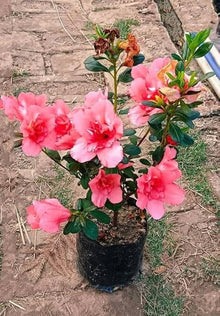 Pink Azalea ��������� Rhododendron spp. ��������� for planting in sakura-like flower beds