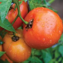 Orange Tomato Seeds (Solanum lycopersicum) for productive rows in the Vegetable Patch & Garden