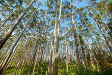 Lemon Scented Gum Eucalyptus Seeds for a colorful addition to any planting