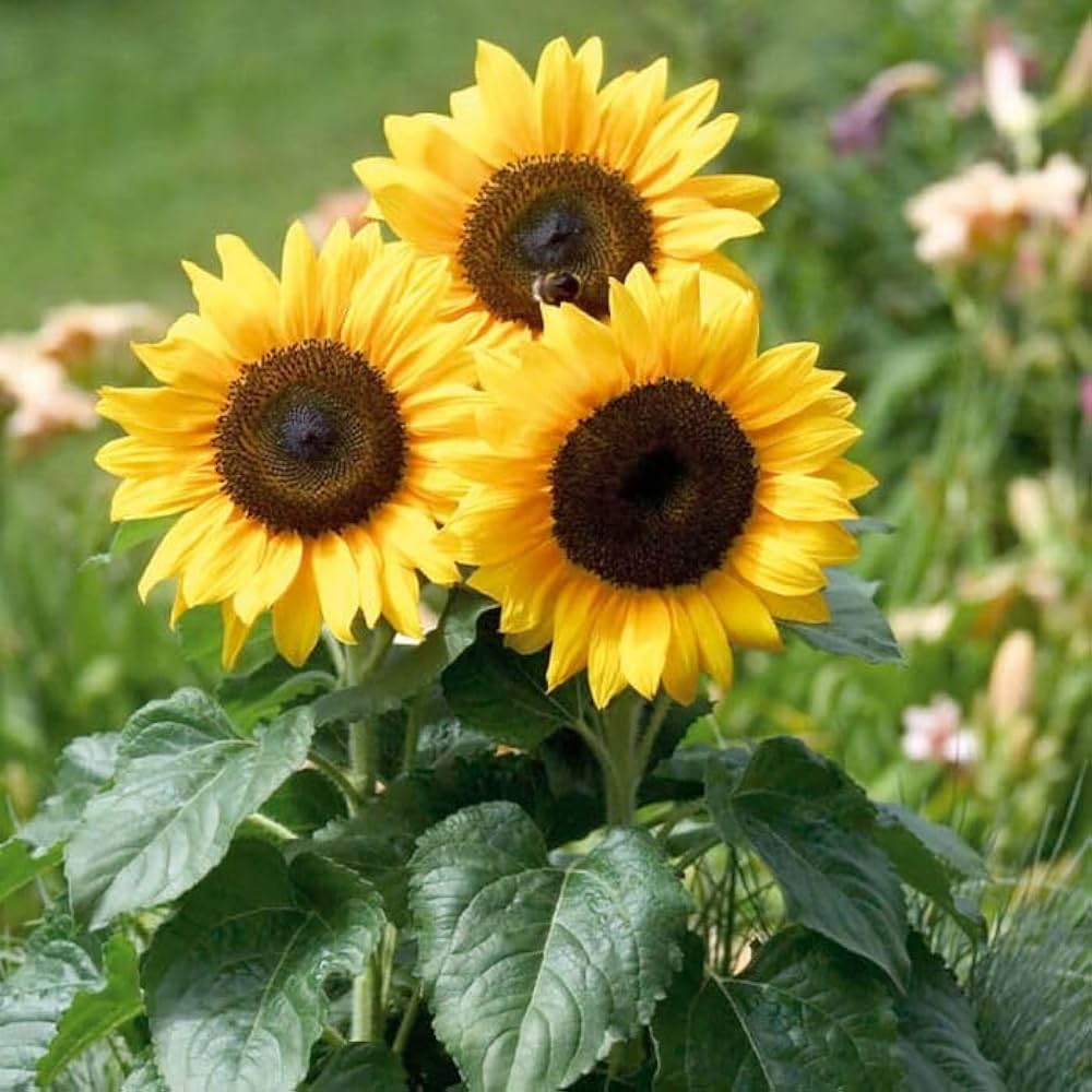 French Dwarf Sunflower for planting in flower bed