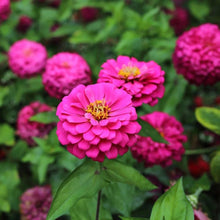 Zinnia "Luminosa" Giant Bright Pink Seeds for gardeners building out beds and borders