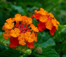 Regenbogen Multicolor Lantana Seeds for gardeners building out beds and borders