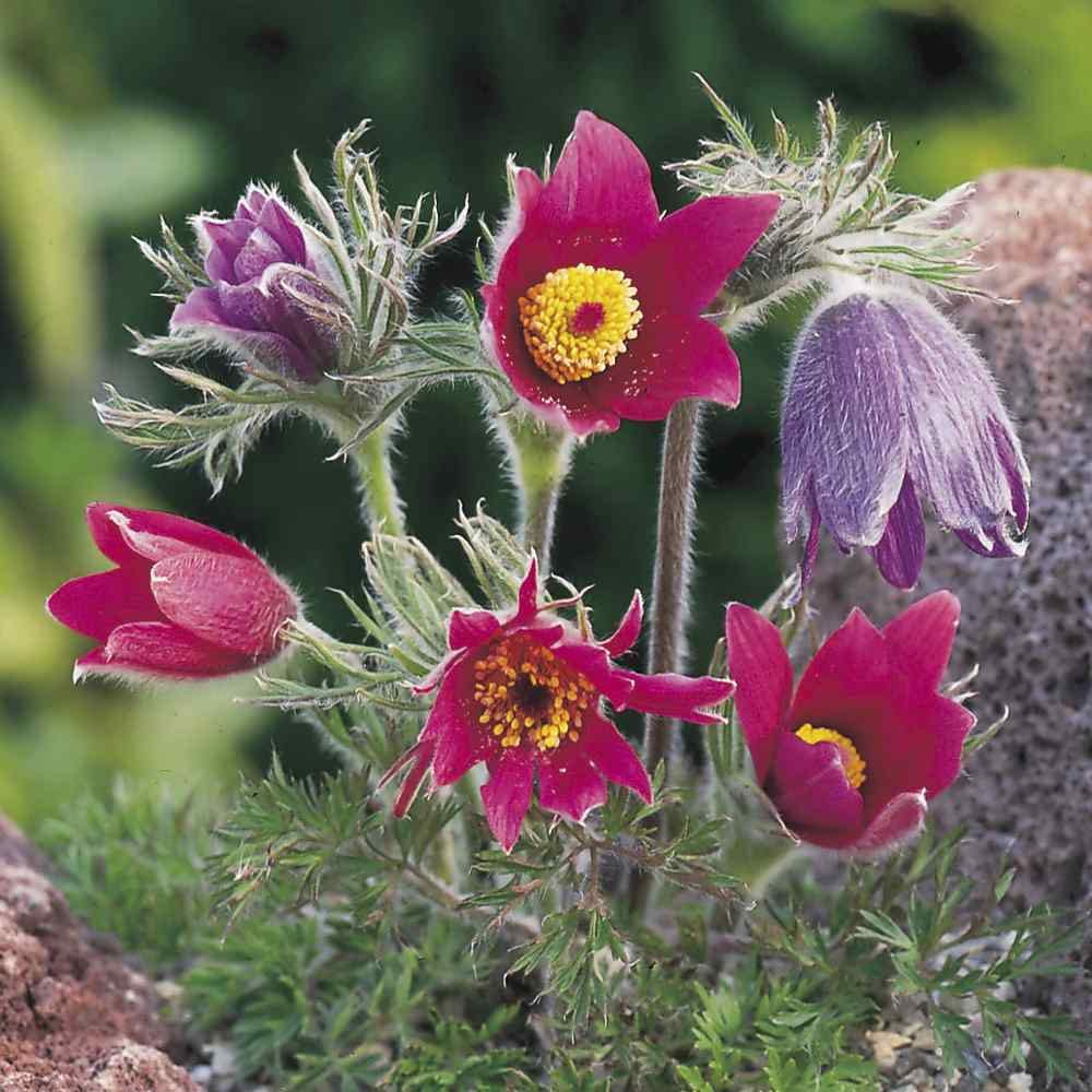 Red Anemone Pulsatilla seeds for bonsai and garden use