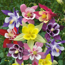 Columbine McKana Giants Mix Seeds valued for stunning Flower Growth