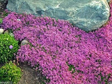 Creeping Thyme Seeds (Thymus serpyllum) for a flavorful crop in the Flower Herb Garden