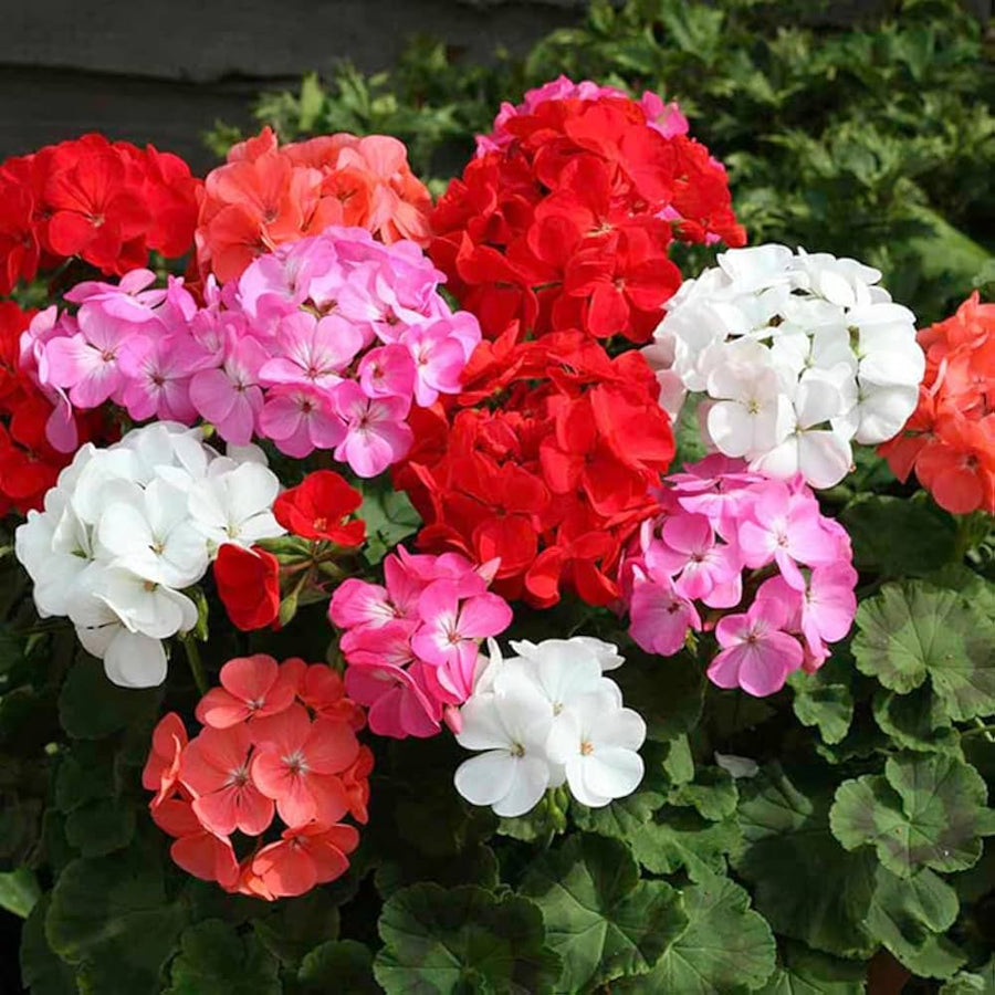 Light Green Mixed Geranium (Pelargonium spp.) for bonsai and home garden use