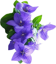 Platycodon Balloon Seeds for seasonal color across the Puffy, Perennial Garden Blooms