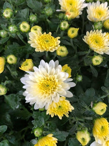 Chrysanthemum Seeds (Chrysanthemum spp.) for colorful blooms in the Flower Garden