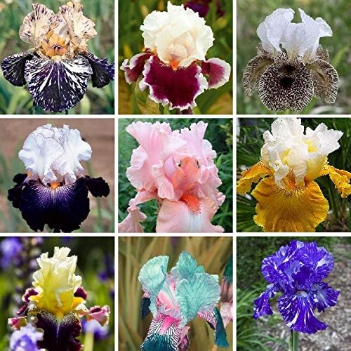 Iris Iris germanica flower seeds (30 pieces, rare varieties) for planting in home garden - for planting in home garden