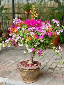 Bougainvillea Bougainvillea spp. for planting in tropical garden
