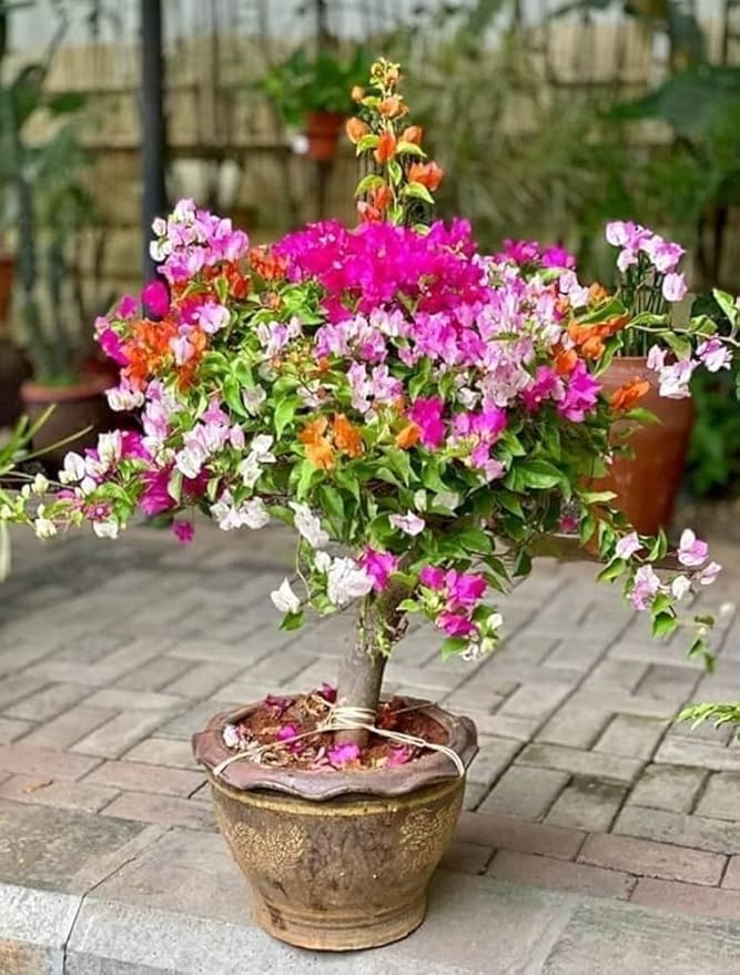 Bougainvillea Bougainvillea spp. for planting in tropical garden