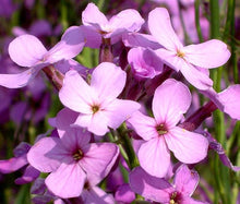 Rocket Seeds (Hesperis matronalis) for seasonal color across the backyard wildflower gardens