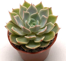 Echeveria Agavoides Romeo Ruby Succulent Seeds valued for indoor Plants