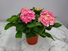 Hydrangea Seeds for fast cover along a fence or wall