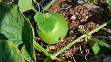 Peach Melon Seeds (Cucumis melo) for a reliable harvest in the Garden