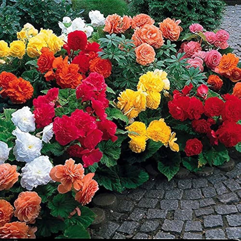 Begonia Begonia semperflorens flower seeds for planting in indoor pots and shaded gardens - for planting in home garden