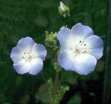 Baby Blue Eyes Seeds for growers filling out the flower bed home garden