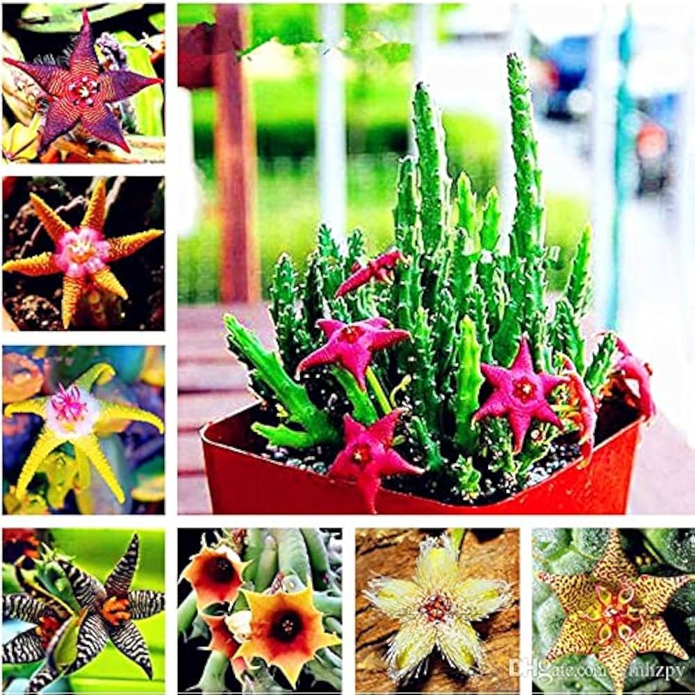 Starfish Flower Stapelia pulchella perennial flower seeds for indoor pots and decorative planters - for planting in home garden