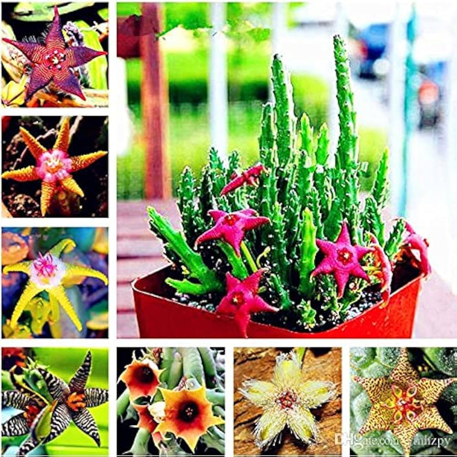 Starfish Flower Stapelia pulchella perennial flower seeds for indoor pots and decorative planters - for planting in home garden