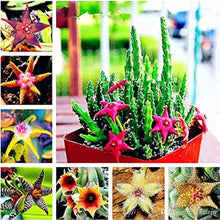 Light Green Stapelia Lithops Succulent Seeds for a lasting addition to the Bonsai, Home Garden