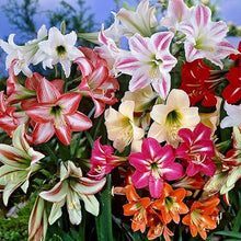 Yellow Sunrise Amaryllis Seeds (Hippeastrum hybrid) for a lasting display in the Balcony Flower Bed