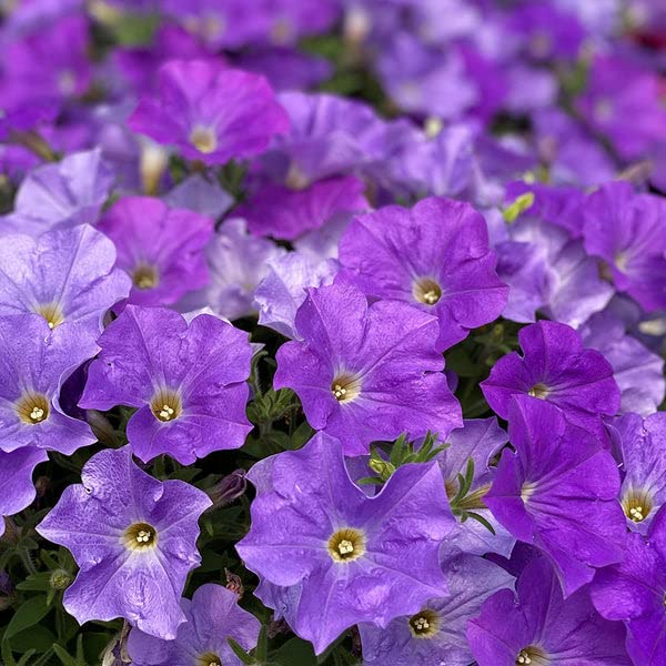 Blue Phantom petunia  vibrant annual flower seed